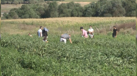 Şehrin ortasındaki sebze bahçesi ilgi odağı oldu