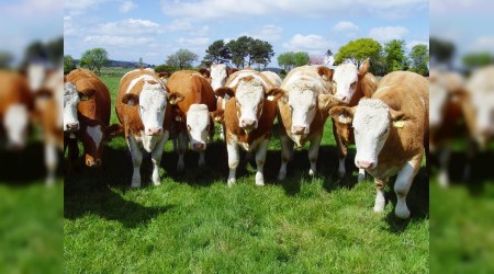 Sığır ve kümes hayvanlarının masumiyeti kanıtlandı!