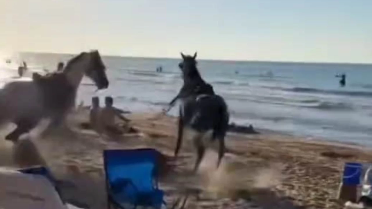 �ile plaj�na getirilen atlar insanlar�n aras�na dald�