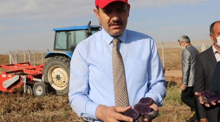 Sivas'ta mor patates hasadı