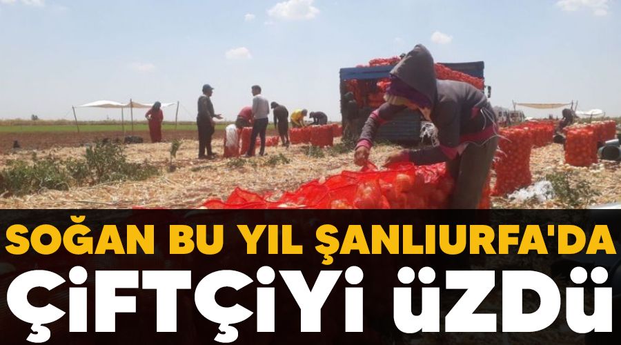 Soğan bu yıl Şanlıurfa'da çiftçiyi üzdü