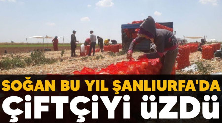 Soğan bu yıl Şanlıurfa'da çiftçiyi üzdü