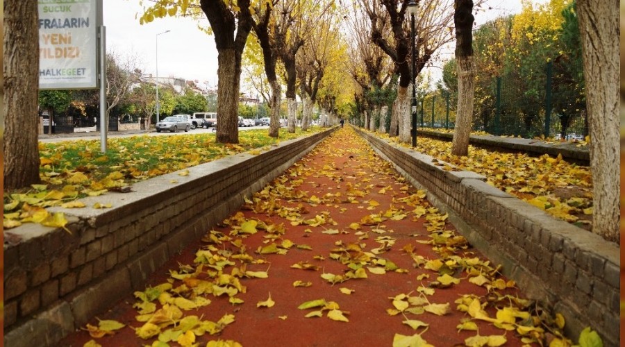Sonbahara veda edemeyen şehir, sarıya büründü
