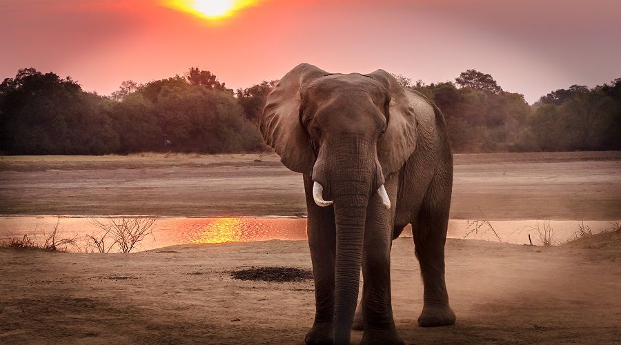Sri Lanka'da fil yasası onaylandı