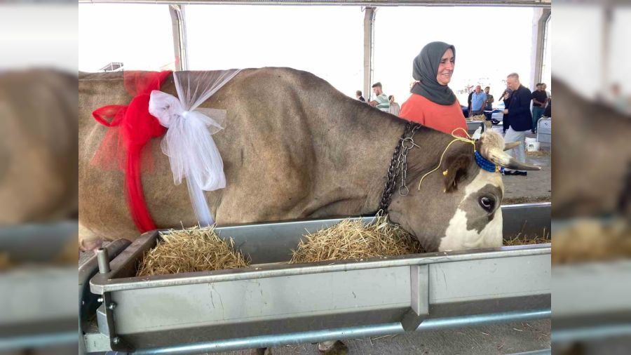 S�t sa�ma yar��mas�nda renkli g�r�nt�ler ya�and�