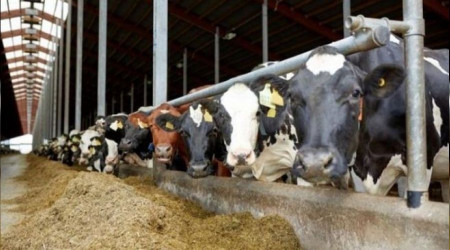 Süte gelen zamdan sonra yem fiyatları da yükseldi