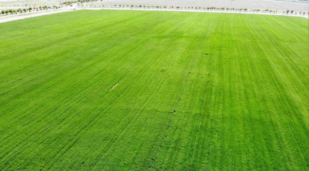 Tahıl ambarı Konya Ovası'nda yağışlarla rekolte beklentisi arttı