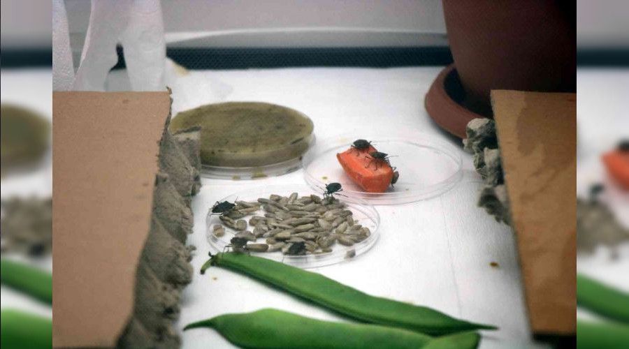 Tarım düşmanı 'kahverengi kokarcalar' ile 'samuray arıcığı' savaşacak
