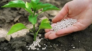 Tarımda bilinçsiz azot kullanımı sağlığı tehdit ediyor