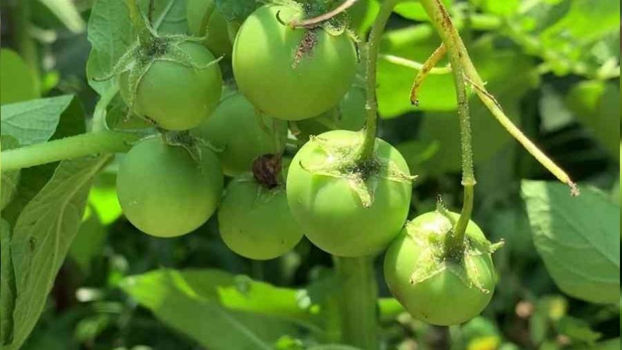 Tarlalarna patates ektiler, domates kt