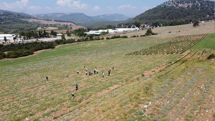 Tarsus'ta hasadı yapılan karpuzlar halka ücretsiz dağıtılacak
