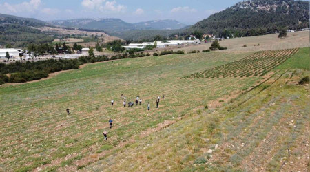 Tarsus'ta hasadı yapılan karpuzlar halka ücretsiz dağıtılacak