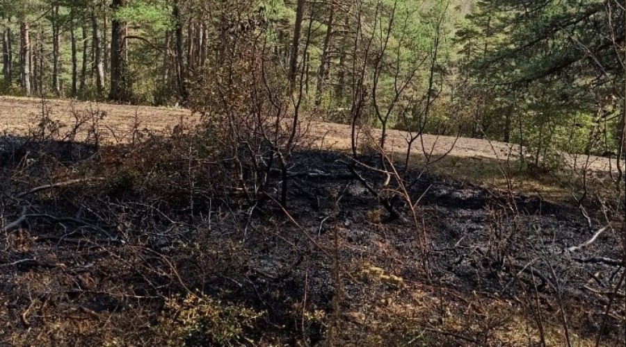 Taşova'da 5 hektarlık orman zarar gördü