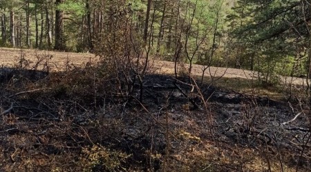 Taşova'da 5 hektarlık orman zarar gördü