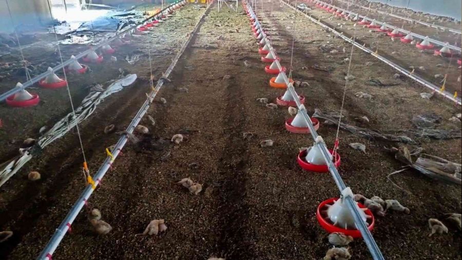 Tavuk çiftliğinde çıkan yangında 5 bin civciv telef oldu