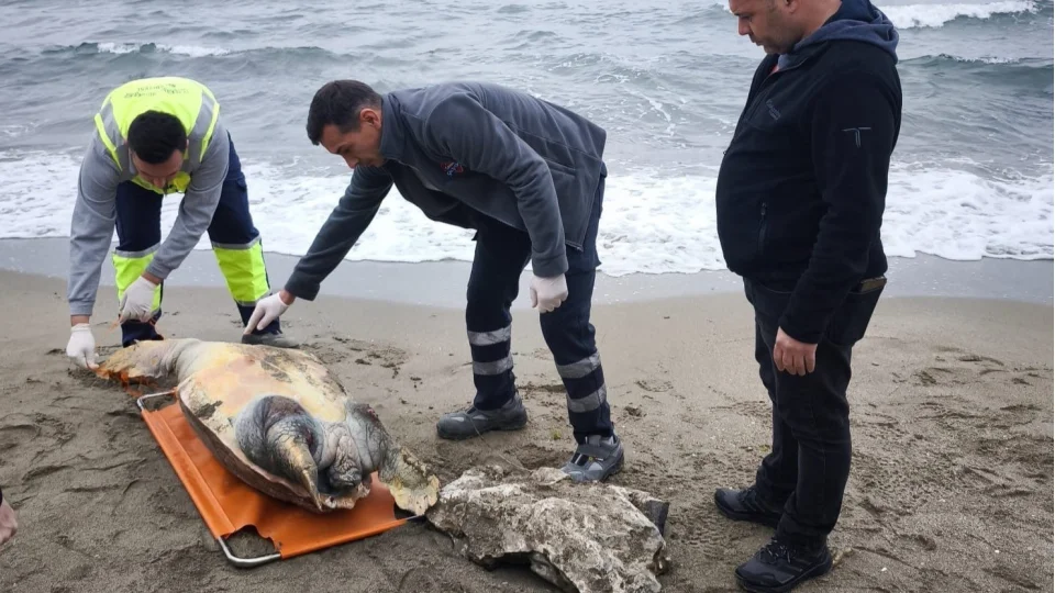 Tekirda� sahiline �l� caretta caretta vurdu