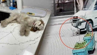 Ters yöne giren ehliyetsiz sürücü 'Gosret'i ezip kaçtı