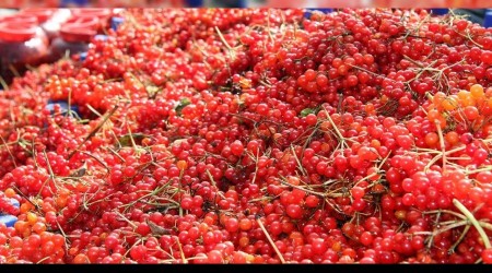 Tescilli 'Bünyan gilaburusu' hasadı başladı