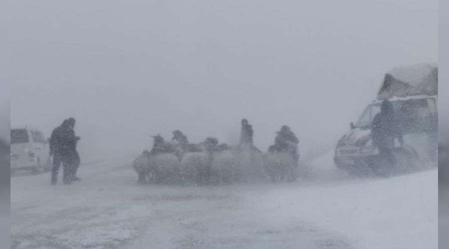 Tipiye yakalanan 20 koyun donarak telef oldu