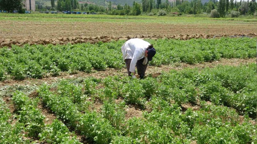 Tokat'ta anason üretimi için araştırma yapılıyor