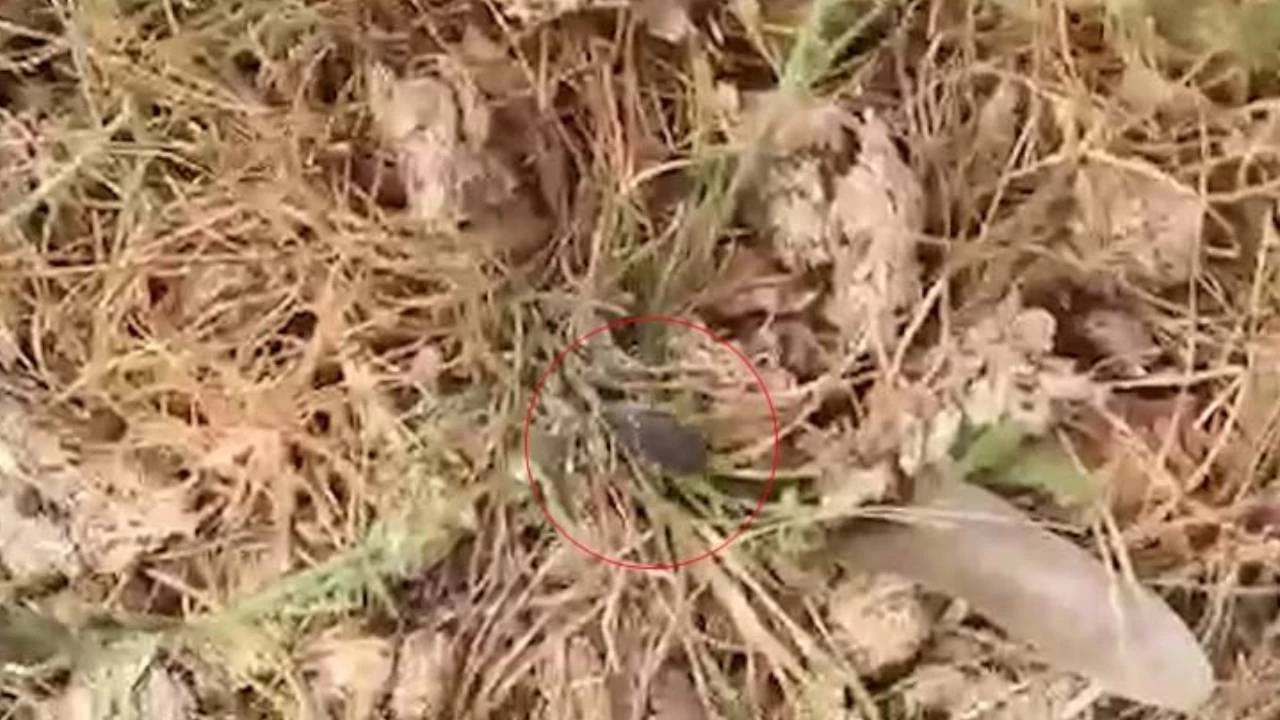 Tokat'ta kene istilası: Her yerde kene var!