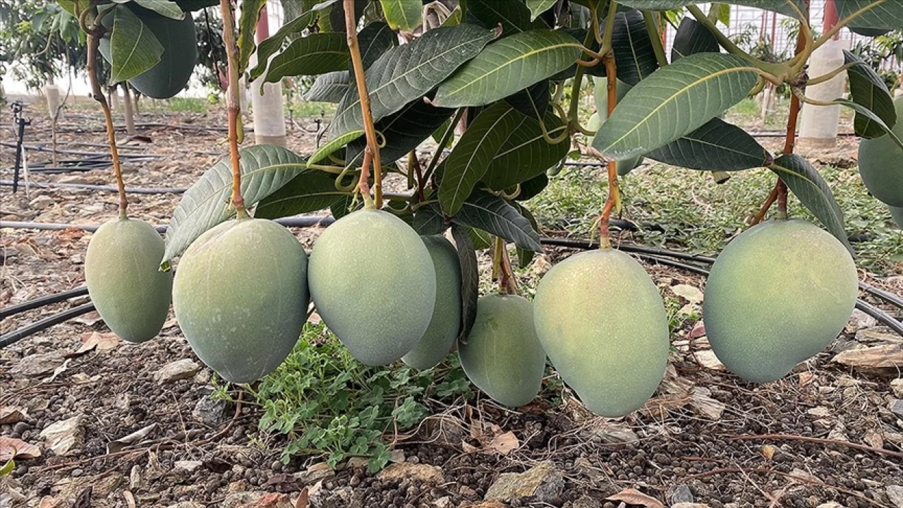 Tropikal meyve ihracatı çıkışta
