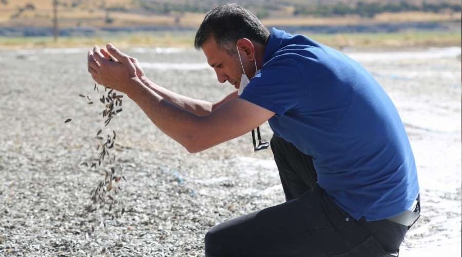 Tunceli'de çekirdek hasadı