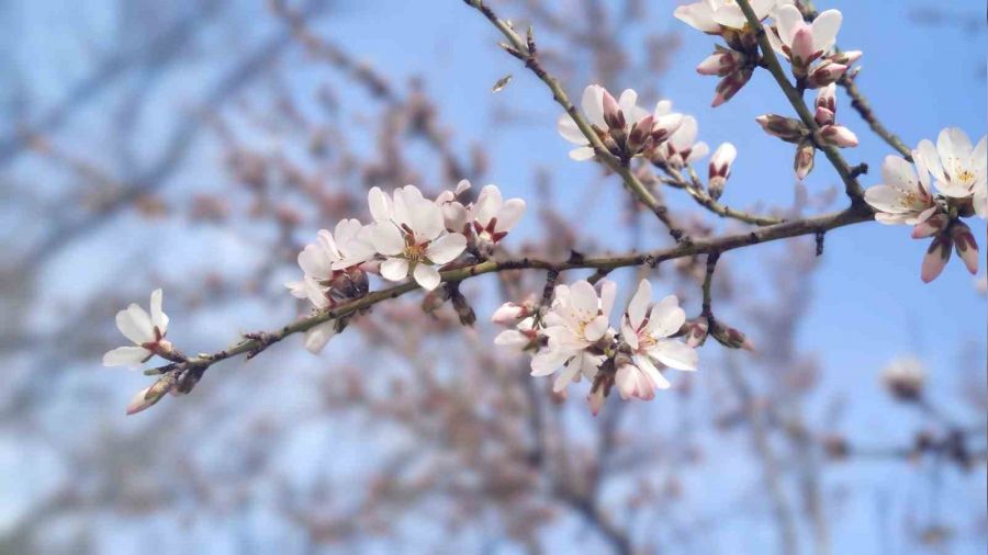 Tunceli'de �ift�ilerin don tedirginli�i