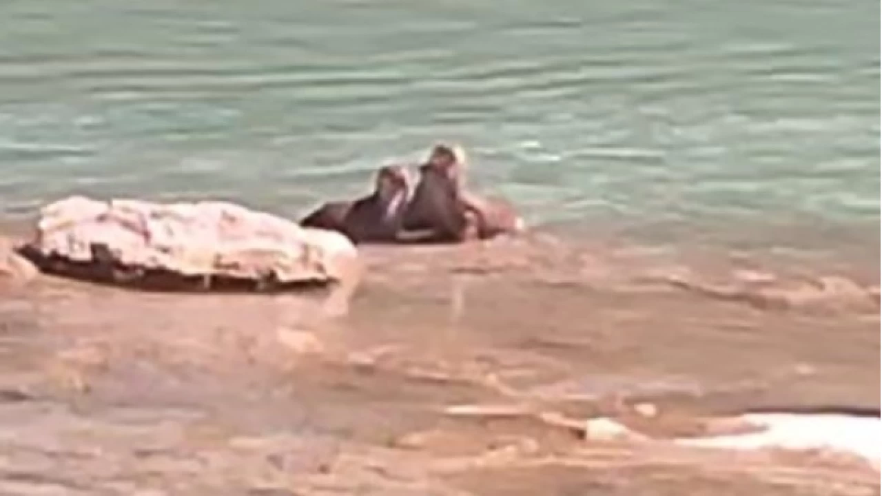 Tunceli'de su samurlar� g�r�nt�lendi