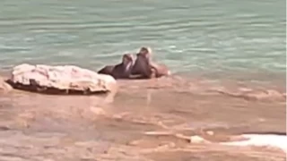 Tunceli'de su samurlar grntlendi