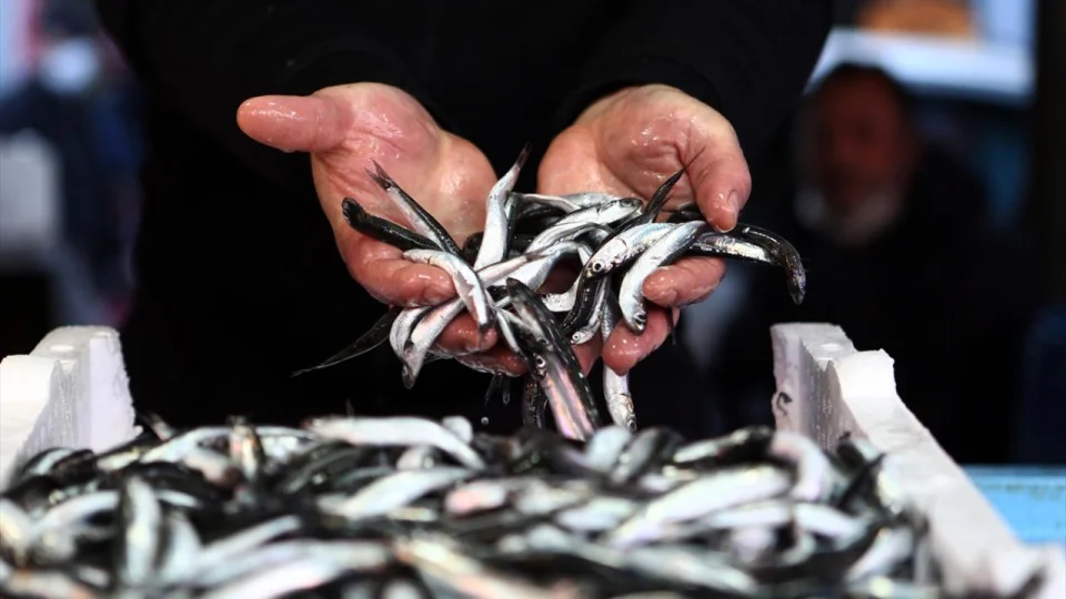 T�rkiye hamsi ihracat�ndan 5 ayda 7,3 milyon dolar kazand�