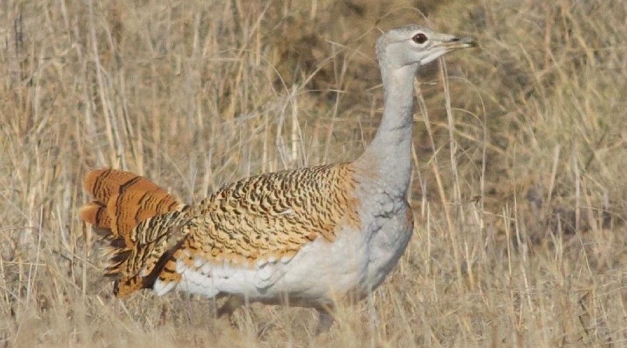 Türkiye’de nesli tehlike altındaki toy kuşu Hatay’da görüntülendi