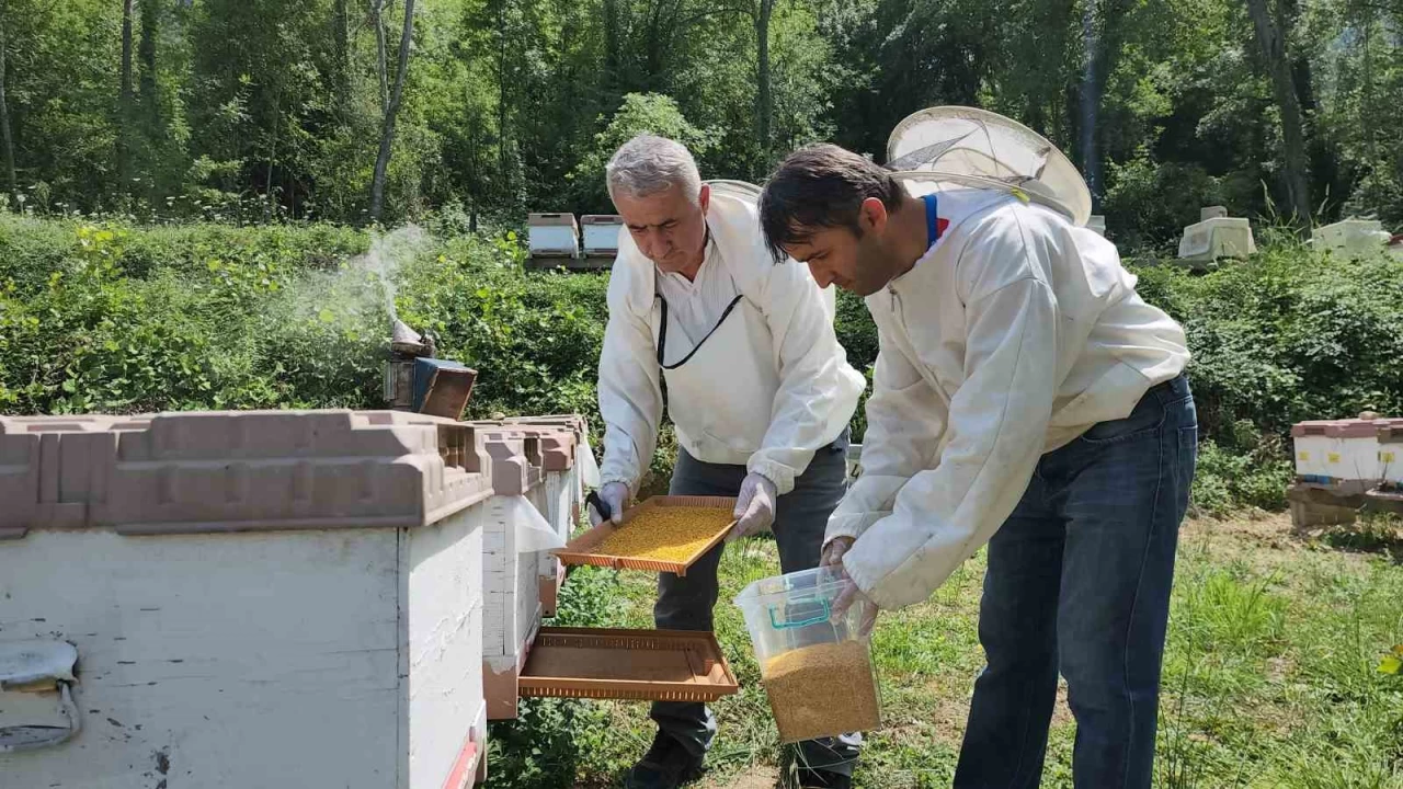 Trkiye'nin AB tescilli 43'nc rn Yenice hlamur bal oldu