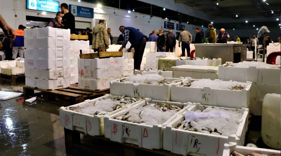 Trkiye'nin mezgit ve istavritleri Samsun'dan
