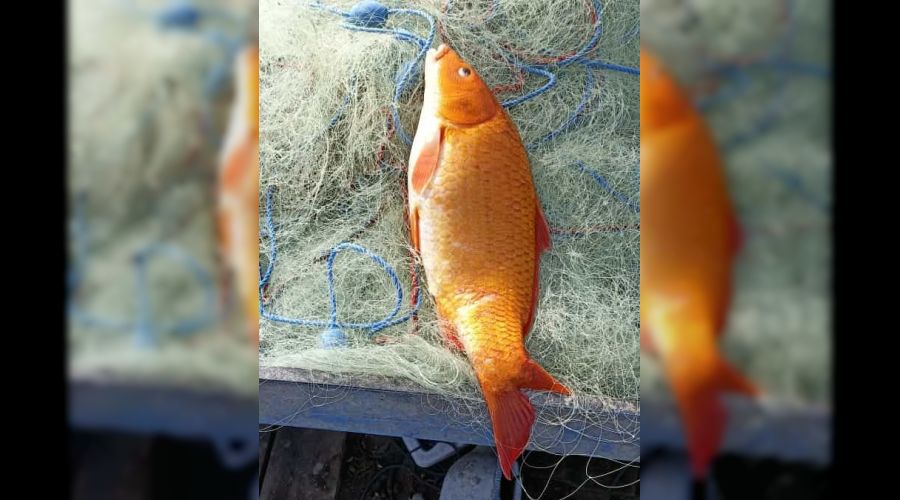 Turuncu sazan bal��� a�lara tak�ld�