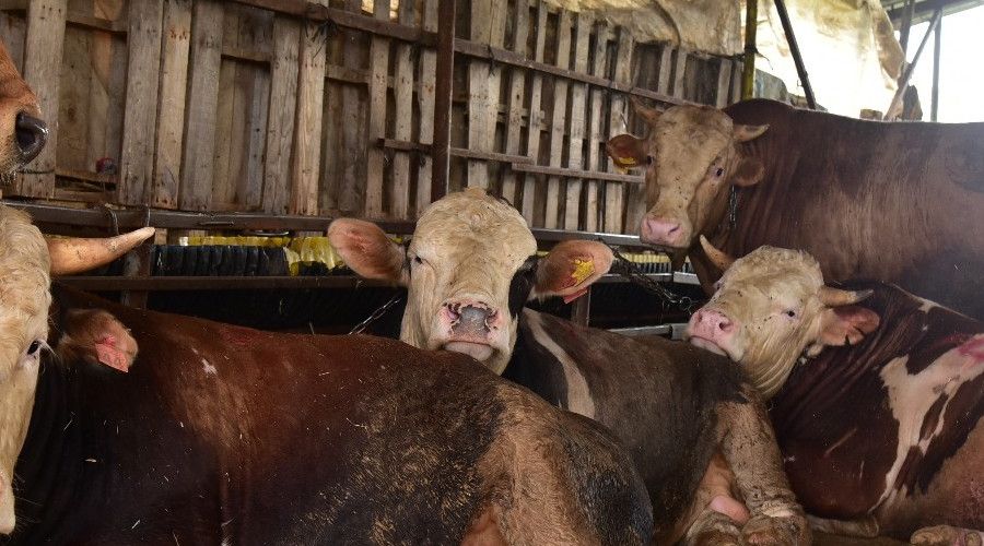 Tuzla'da kurbanl�k sat�� ve kesim noktalar�na s�k� denetim