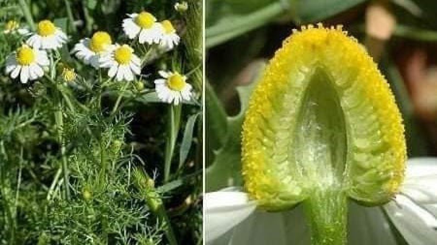 Uzmanlar uyard�, her papatya �ifal� de�ildir