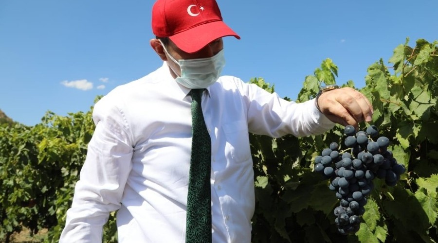 Vali Ayhan üzüm hasadında