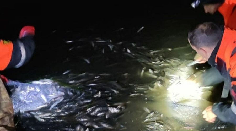 Van Gölü'nde 15 ton inci kefali kurtarıldı