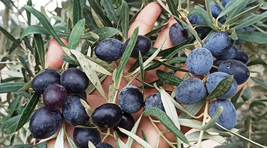 Yağış azlığı zeytin rekoltesini etkileyebilir