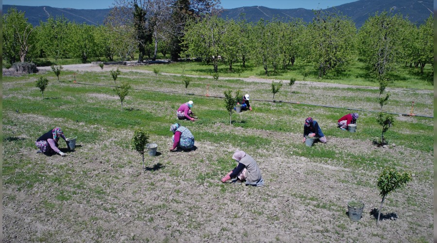 Yasaktan muaf �ift�iler hasat yapt�