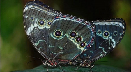 Yeni kelebek trlerine "Yzklerin Efendisi" karakteri Sauron'un ad verildi