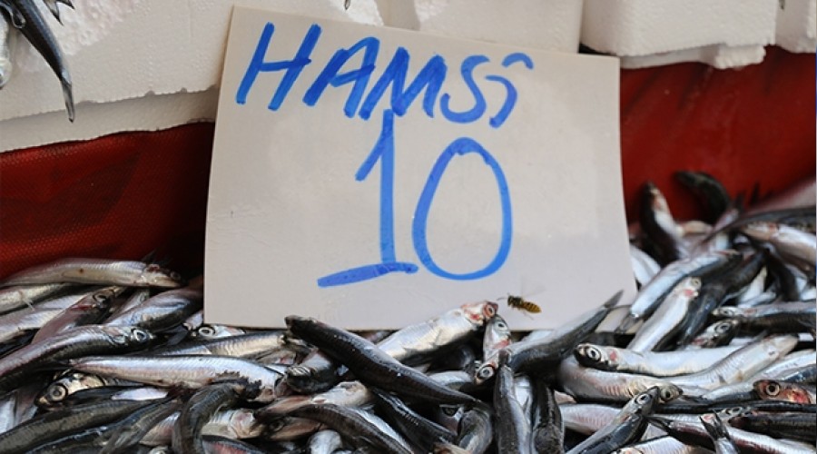 Yerli hamsi 10 TL