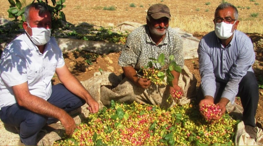 Yeşil altın hasadı buruk başladı
