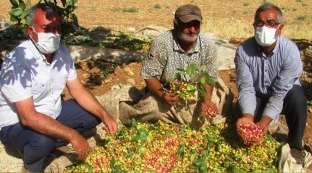 Yeşil altın hasadı buruk başladı