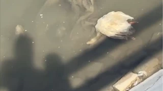 Yeilrmak'ta nce balklar imdi de kazlar lyor