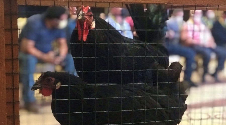 Yetiştirmesi 6 ay sürüyor, tanesi 3 bin 500 liradan alıcı buluyor