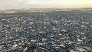Yozgat'ta bin dönüm buğday ekili alanda yangın çıktı
