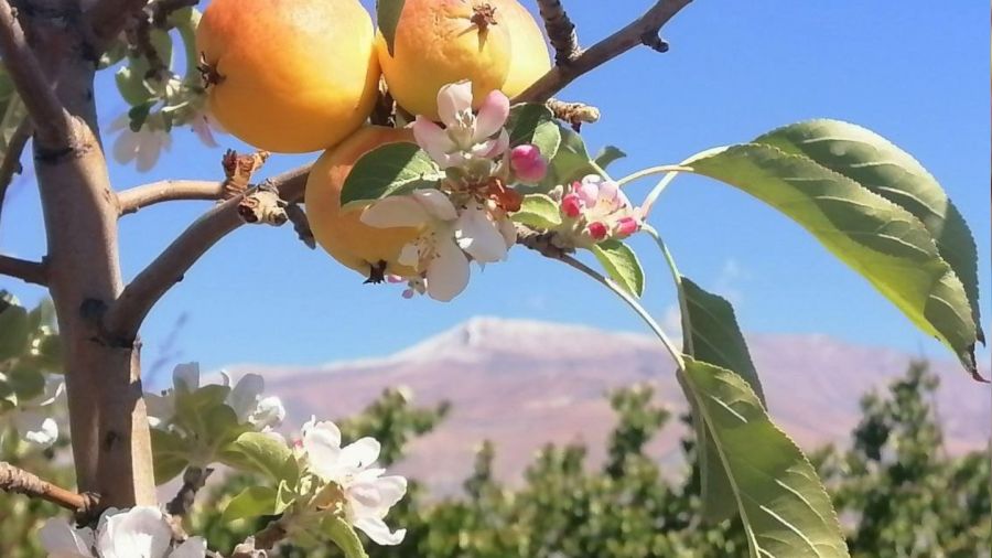Yüksek kesimlere kar yağarken çiçek açan elma ağacı şaşırttı