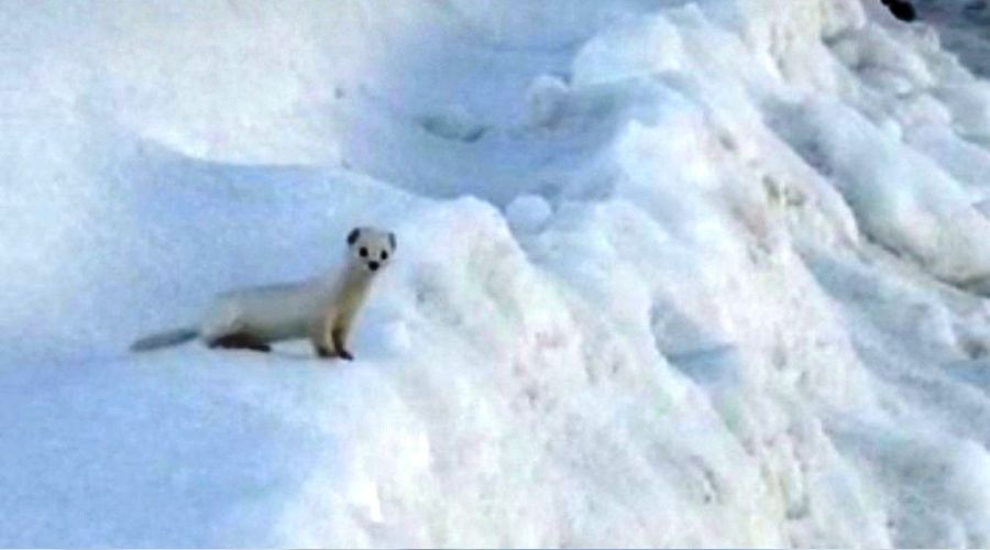 Y�ksekova'da beyaz gelincik g�r�nt�lendi